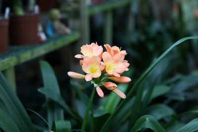 Close-up of pink flowering plant