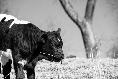 Horse standing in a field