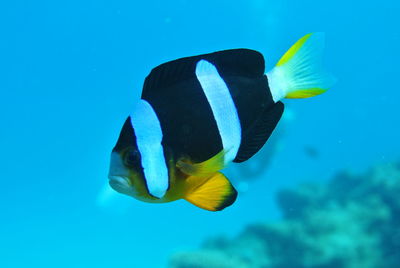 Close-up of fish underwater