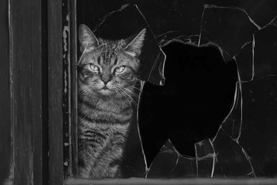 Portrait of cat seen through broken glass window