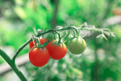 Close-up of tomatoes growing on tree