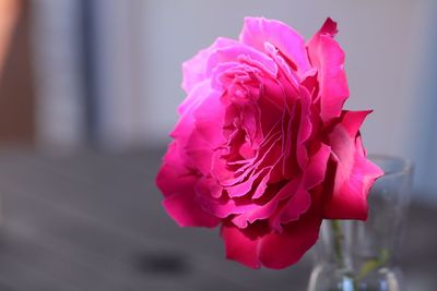 Close-up of pink rose