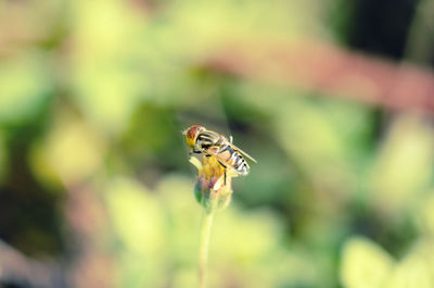 Close-up of insect on flower