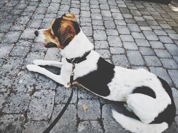 High angle view of dog on sidewalk
