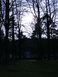 Trees against sky