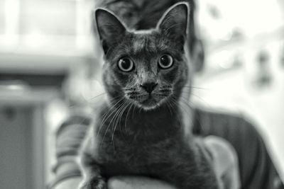 Close-up portrait of kitten sitting at home