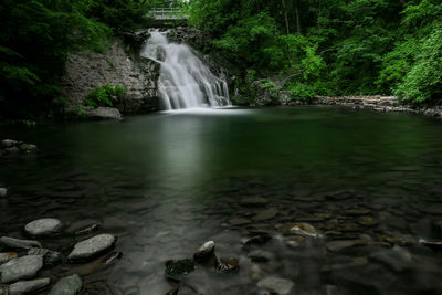 Scenic view of waterfall in forest
