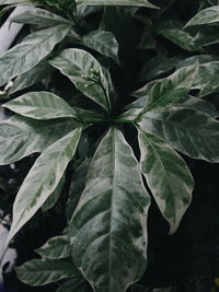 Full frame shot of leaves