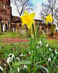 Yellow flowering plants on field against building