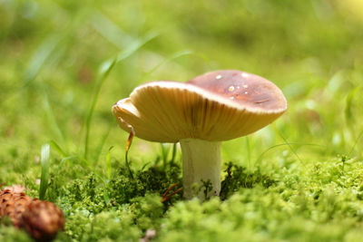 Close-up of mushroom growing on field