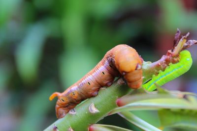 Close-up of insect on leaf