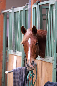 Portrait of horse in stable