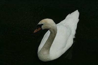 Close-up of swan swimming in lake