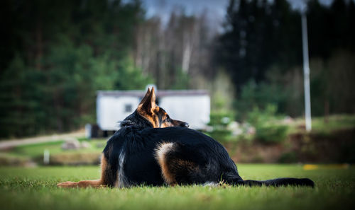 Dog relaxing on field