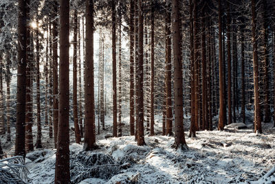 Pine trees in forest during winter