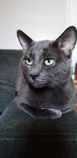 Close-up portrait of cat at home