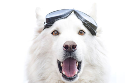 Portrait of dog wearing swimming goggles against white background
