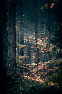 Trees growing in forest during autumn