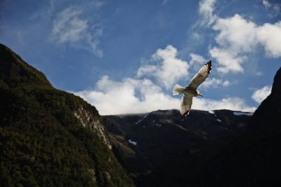 Low angle view of seagull flying over mountains against sky