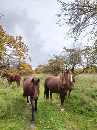 Horses standing in a field