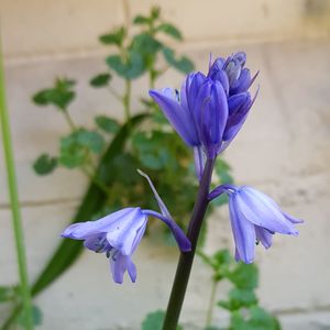 Close-up of purple iris flower