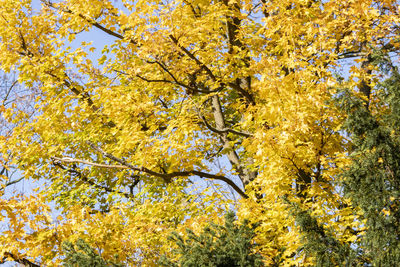 Low angle view of flowering plants during autumn