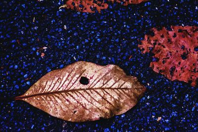 Close-up of lizard on leaf
