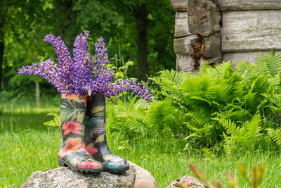 Purple lupine flowers in a colorful rain boots with green fern in a background