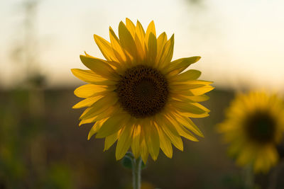 Close-up of yellow sunflower
