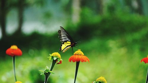 Close-up of butterfly perching on yellow flower