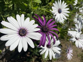 Close-up of white flowers