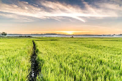 Scenic view of agricultural field against sky during sunset