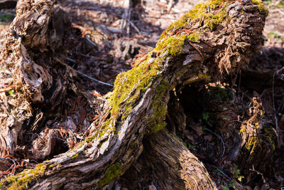 Close-up of tree trunk