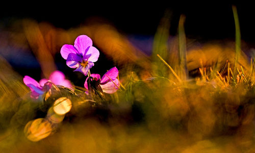 Close-up of pink flowering plants on field