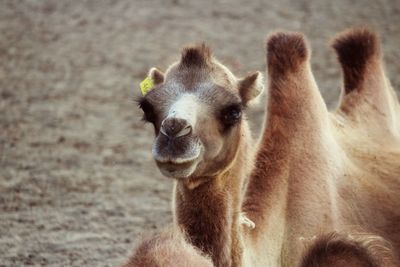 Close-up portrait of sheep on field