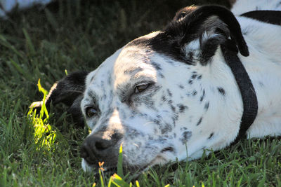 Close-up of a dog on field