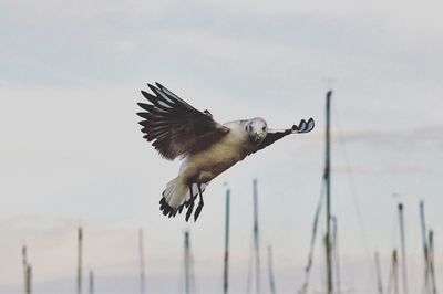 Close-up of bird flying against sky