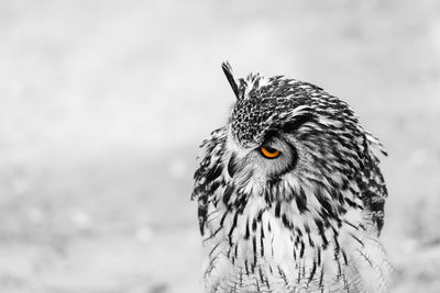 Close-up portrait of bird in snow