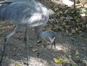 Close-up of birds