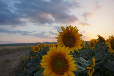 Sunflower field against cloudy sky