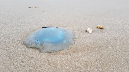 High angle view of shell on beach