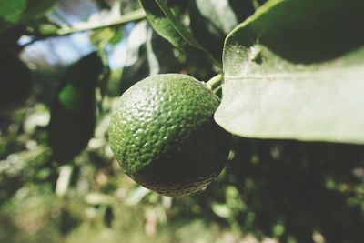 Close-up of strawberry growing on tree