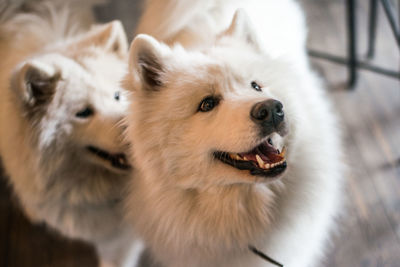 Close-up portrait of dog