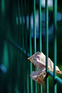 Close-up of bird perching on metal fence