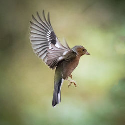 Close-up of bird flying against blurred background