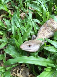 Close-up of a lizard on grass