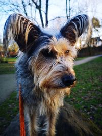 Close-up portrait of dog on field