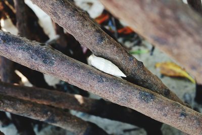 Close-up of rusty metal