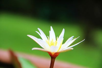Close-up of flowering plant
