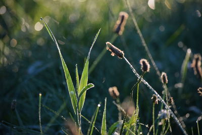 Close-up of plant growing on field